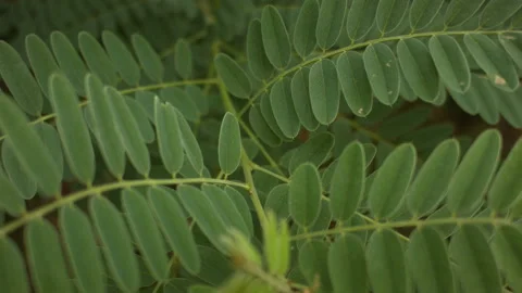 Close-up of acacia leaves in the wind. Stock-Footage 114695669