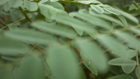 Close-up of acacia leaves in the wind. Video stock 114695780