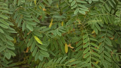 Close-up of acacia leaves in the wind. 스톡 동영상 114696019