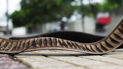 Close up of acacia seed pod lying on asphalt. Stock Footage 293781358