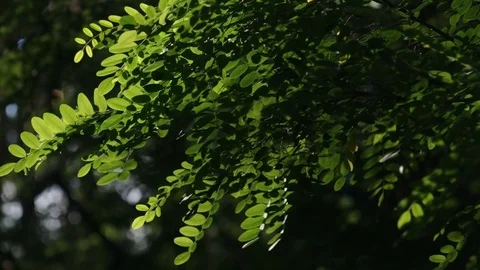 Close-up on acacia tree leaves with dynamic light Video stock 77101759