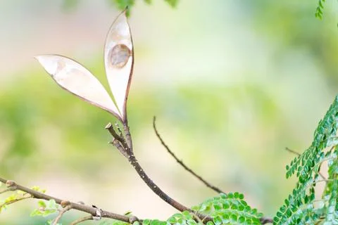 Close up of a acacia tree string bean Stock Photos