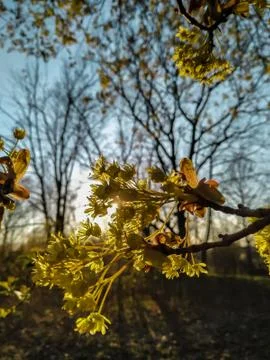 Close up acer maple tree flower on a blue sky background on the sunset. Stock Photos