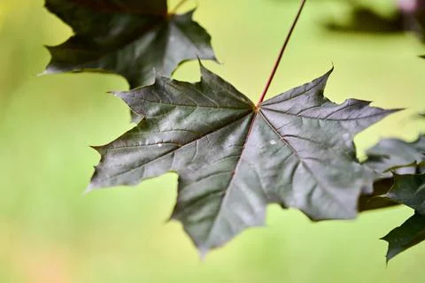 Close-up of acer platanoides leaf with green blurred background Stock Photos