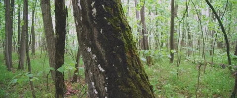 Close up of Acer saccharum, the sugar maple Stock Footage 251713827