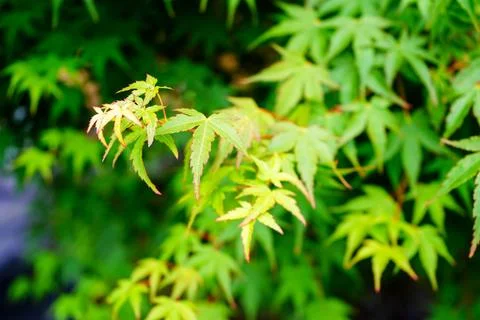 Close up of acer tree leaves in the spring 库存照片