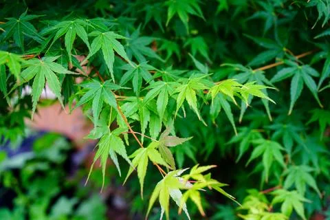 Close up of acer tree leaves in the spring Fotos de archivo