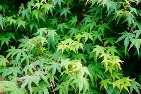 Close up of acer tree leaves in the spring Stock Photos
