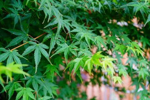 Close up of acer tree leaves in the spring 스톡 사진