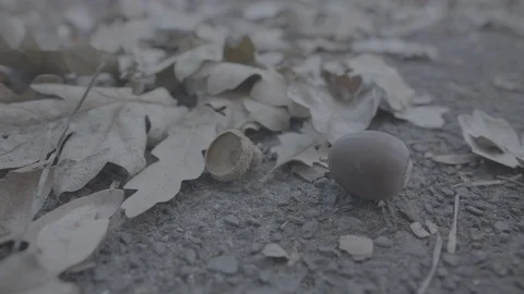 Close-Up of Acorn 스톡 동영상 85457740
