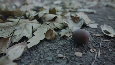 Close-Up of Acorn 스톡 동영상 85457963