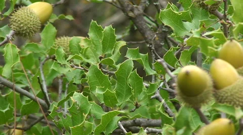 Close up on acorn in oak tree, pan right Stock Footage 49964151