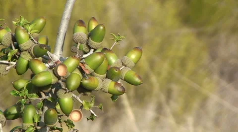 Close up on acorn in oak tree, pan right Stock Footage 50084169