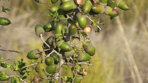 Close up on acorn in oak tree, tilt up Stock Footage 50084129
