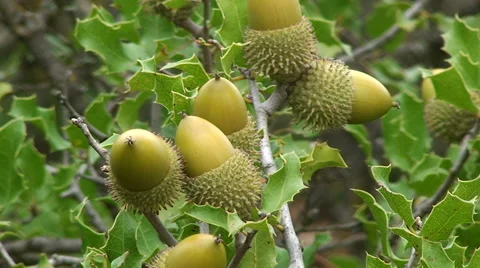 Close up on acorn in tree Stock Footage 49963991