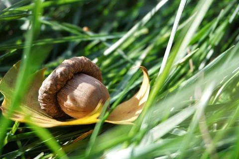 Close-up of acorns in the grass Stock Photos