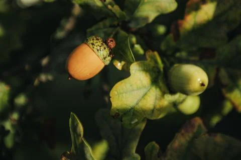 Close-up of acorns hanging from oak tree branches surrounded by green leave.. Stock Photos