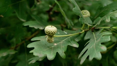 Close-up of acorns on oak tree branch Stock Footage 338343548