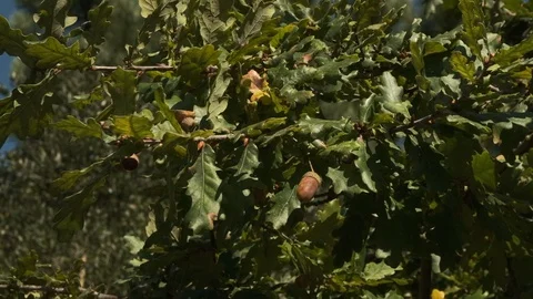 Close up of acorns on an oak tree in rural Portugal during autumn Stock Footage 116791173