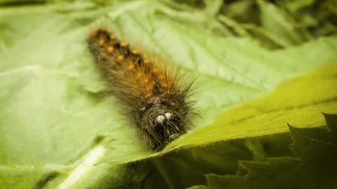 Close-up of Acronicta auricoma larva Stock Footage 345477087