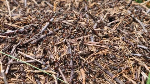 Close-Up of Active Ant Colony on Forest Floor 動画素材 321654853