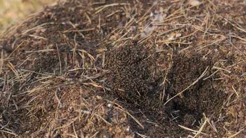 Close-Up of Active Anthill in Forest with Crawling Ants Stock Footage 306225734
