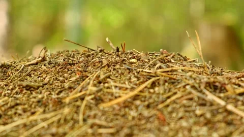 Close-up of an active anthill with tiny ants on a forest floor, showcasing Stock-Footage 295862320