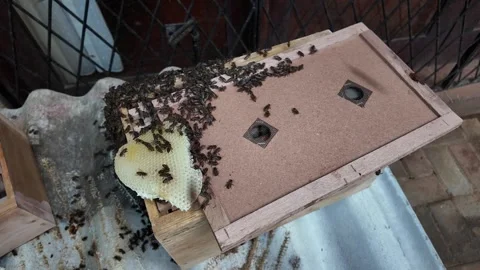 Close-Up of Active Honey Bees Crawling on a Wooden Bee Box Stock Footage 344026993