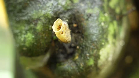Close-up of Active Honey Bees on a Hive in Colombia Stock Footage 328536893