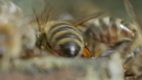 Close-up of active honey bees working inside hive Stock Footage 311009852