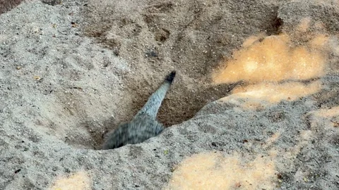 Close up of an active meerkat digging a hole Vídeo Stock 341957049