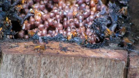 Close-up of active stingless bees around their cerumen hive entrance, with .. Stock Photos