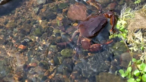 Close up Activity of Crab or Gecarcinucoidea in clear water Vídeo Stock 291918110