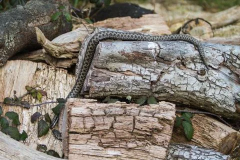 Close up of adder snake Stock Photos