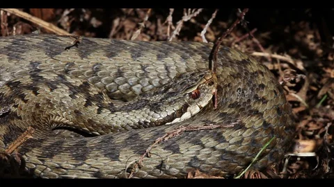 Close up of an Adder Vipera Berus UK Stock Footage 114073454