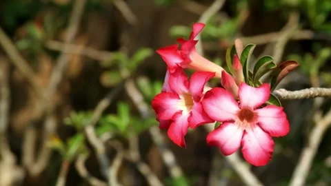 Close up of adenium flowers swaying in the wind Stock Footage 321281453