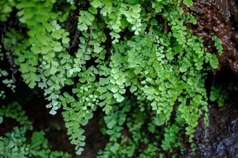 Close - up Adiantum capillus. It grows on wet, sandy rocks. Stock Photos