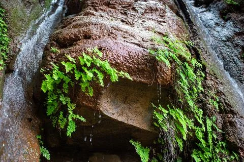 Close - up Adiantum capillus. It grows on wet, sandy rocks. Stock Photos