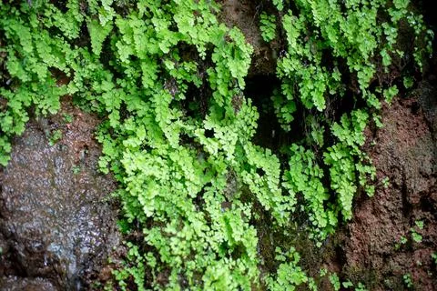 Close - up Adiantum capillus. It grows on wet, sandy rocks. Stock Photos