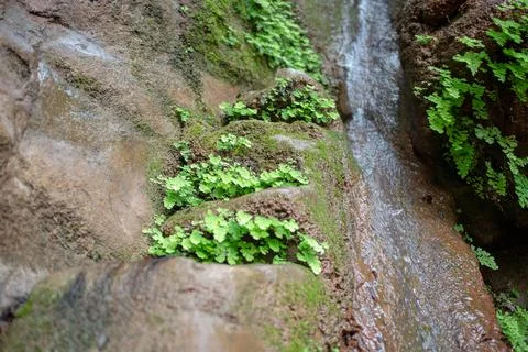 Close - up Adiantum capillus. It grows on wet, sandy rocks. Stock Photos
