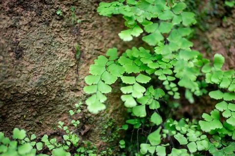 Close - up Adiantum capillus. It grows on wet, sandy rocks. Stock Photos