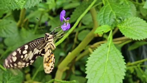 Close up of an admiral butterfly Stock Footage 266584929