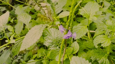 Close up of an admiral butterfly Stock Footage 266707785