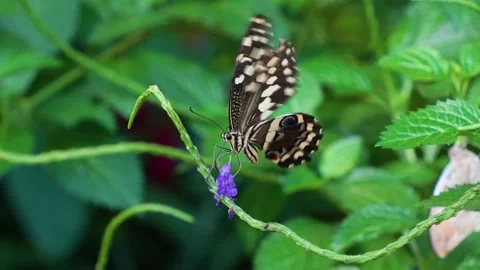 Close up of a admiral butterfly Stock Footage 272332965