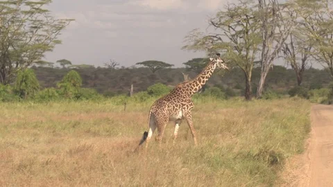 CLOSE UP: Adorable African giraffe in wilderness crossing dusty safari road Stock Footage