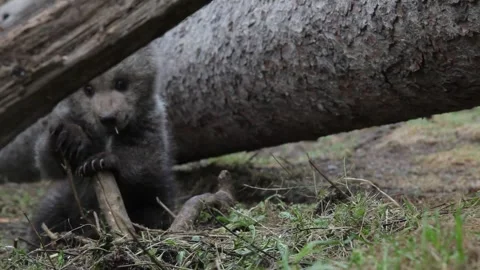 Close-up of adorable bear cub curious looking. Stock Footage 254397257