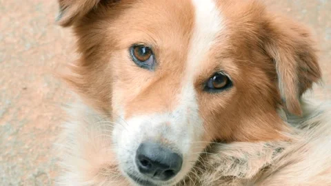 Close up of adorable brown dog 스톡 동영상 202109950