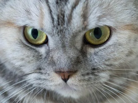 Close up adorable cat looking forward Stock Photos