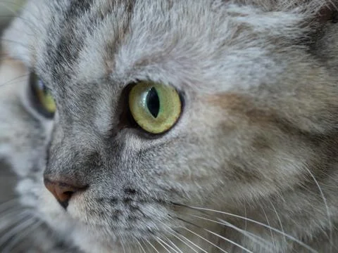 Close up adorable cat looking forward Stock Photos