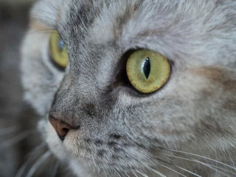 Close up adorable cat looking forward Stock Photos